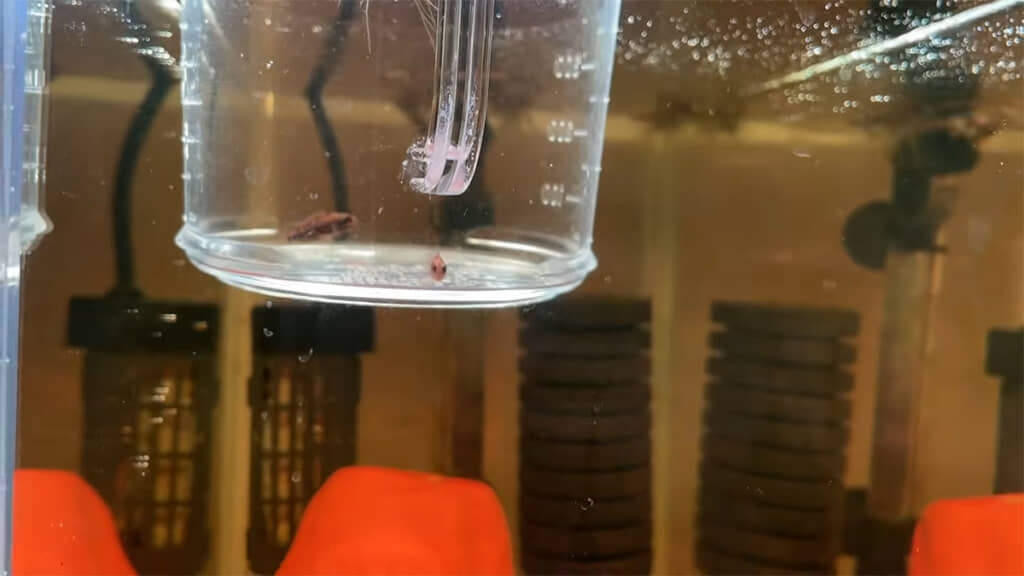 幼魚2匹を入れ、オスとメスの問題は解決しました