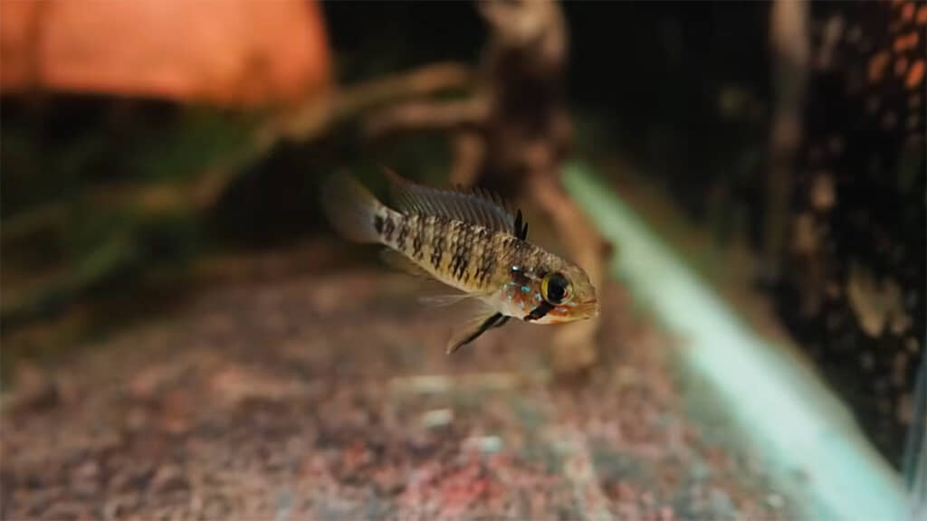 ウロコがブルーメタリックに輝くようになってきました