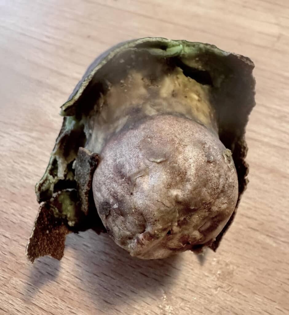 野菜室から発見された特級呪物（画像提供：よがくらげ雅子さん／@yogakurage）