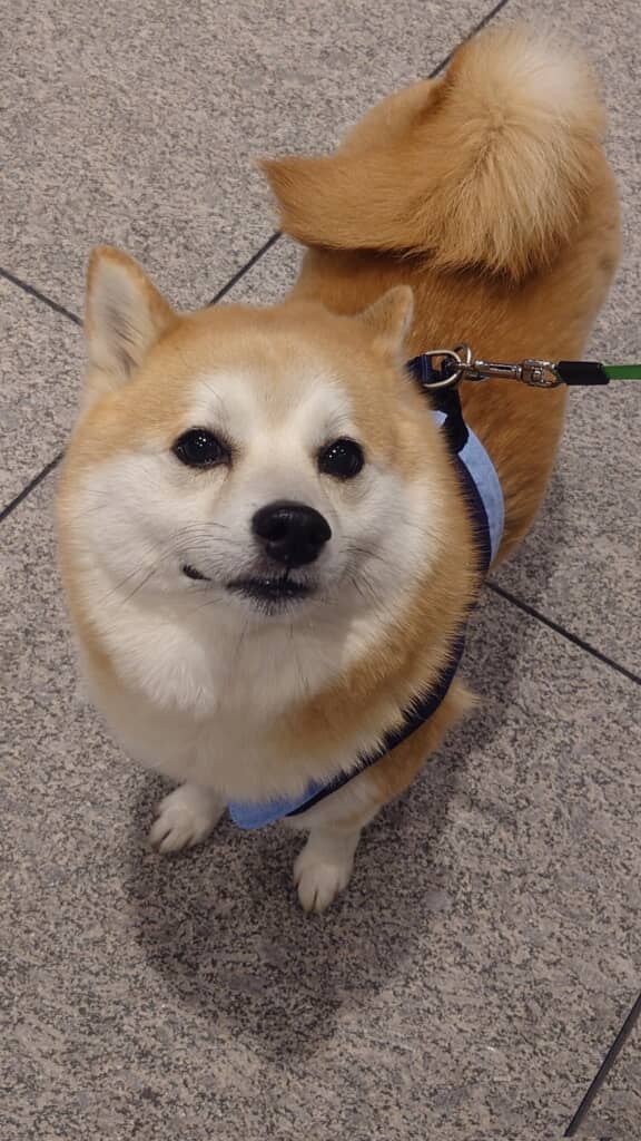 くりくりおめめがかわいすぎます