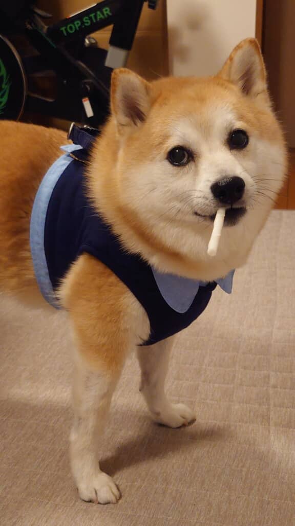 ワイルドな一面も（くわえているのはおやつ）