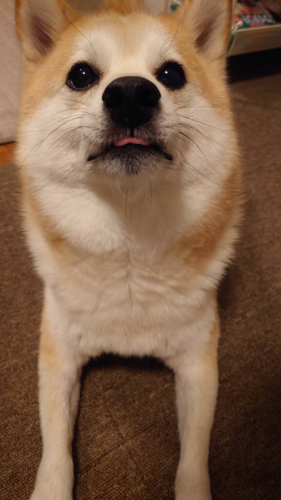 舌しまい忘れてますよ