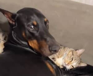 仲良しコンビの犬猫