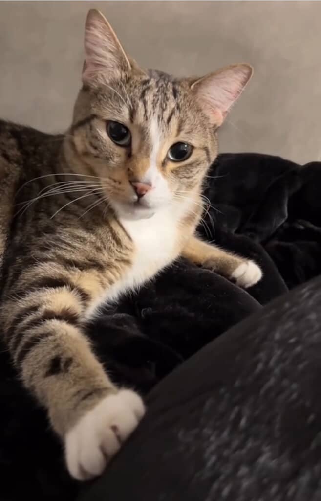 飼い主に犬の撫で方を教わる猫