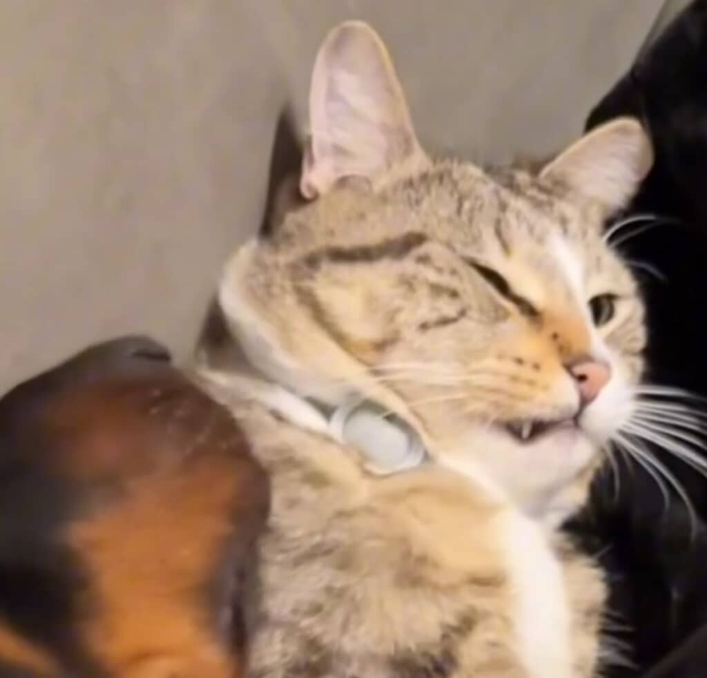 猫の撫で方が気持ちよすぎて犬がノックダウン?