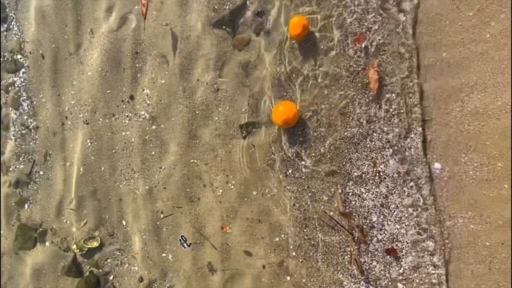 宇和島の海に漂っていたまさかの漂流物