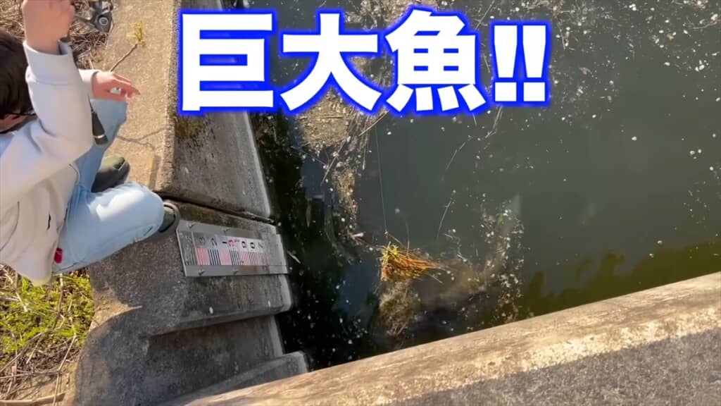 釣りをしていた友人が助けを求めるほどの巨大魚