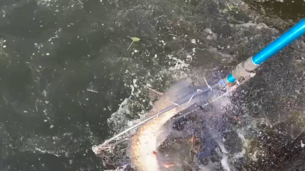 釣りをしていた友人が助けを求めるほどの巨大魚