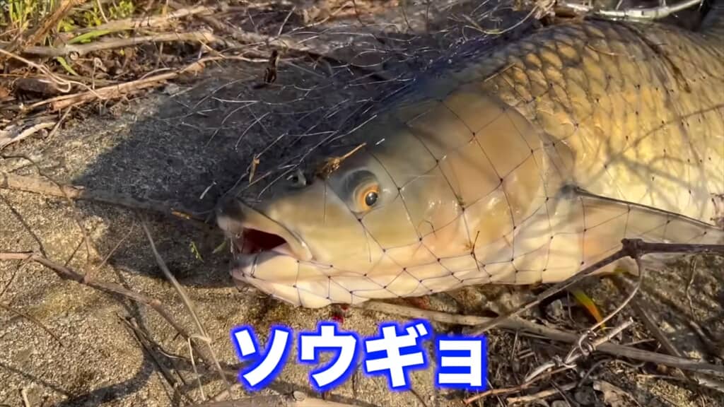 日本の用水路で釣り上げた中国の淡水魚・ソウギョ