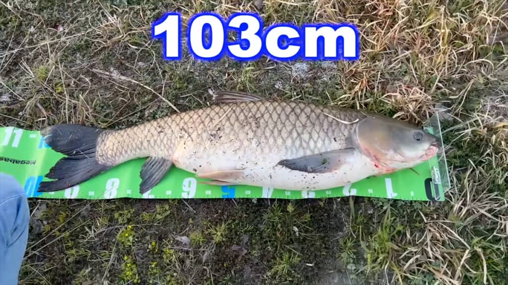 日本の用水路で釣り上げた中国の淡水魚・ソウギョ