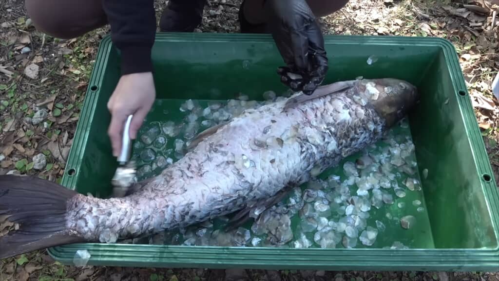 巨大ソウギョの解体