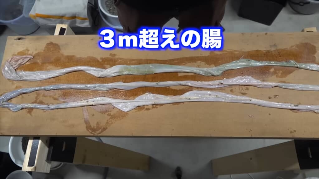 巨大ソウギョの解体