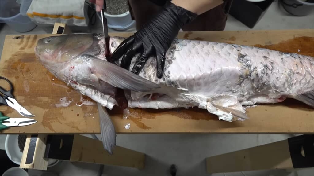 巨大ソウギョの解体