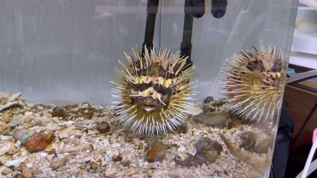 水を吸ってパンパンに膨らんだハリセンボン