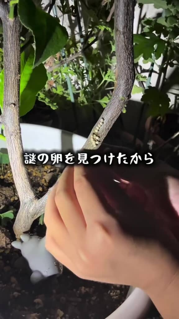 この卵は、いったい……？