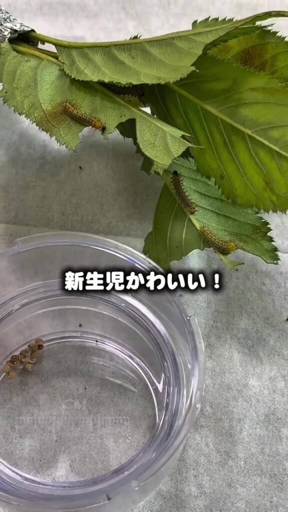 卵からついに誕生！