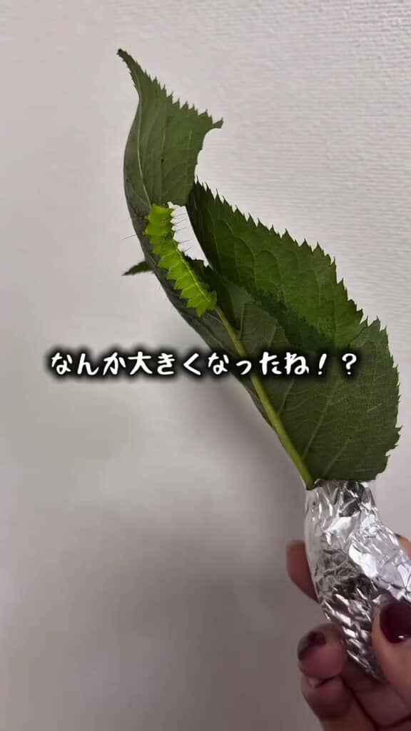 葉をひたすらムシャムシャムシャ