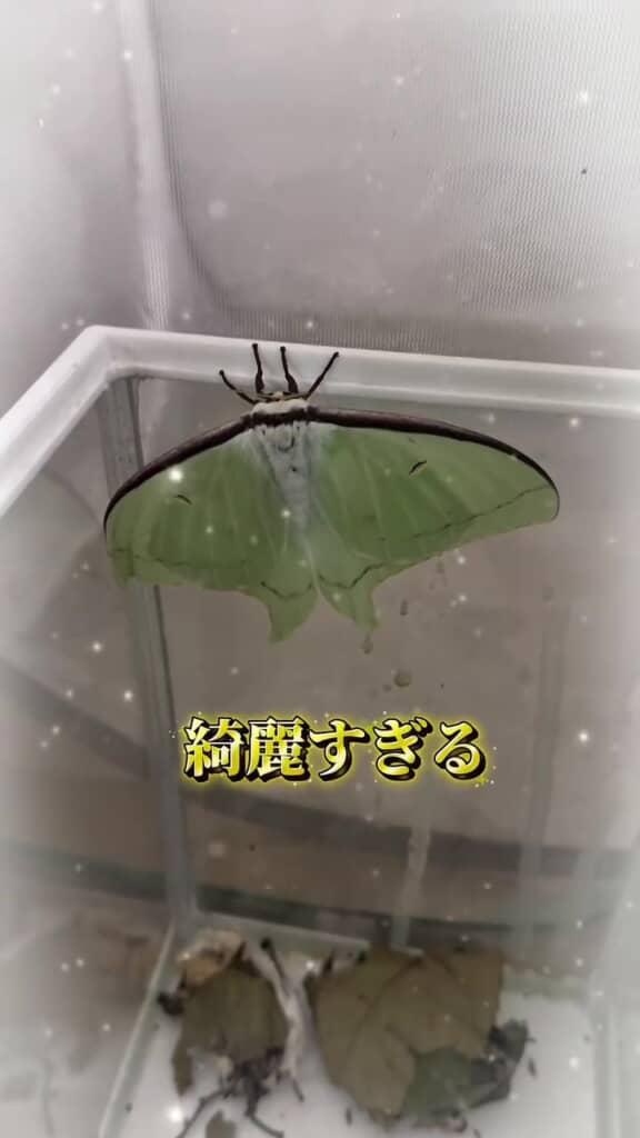 まるでシンデレラストーリー