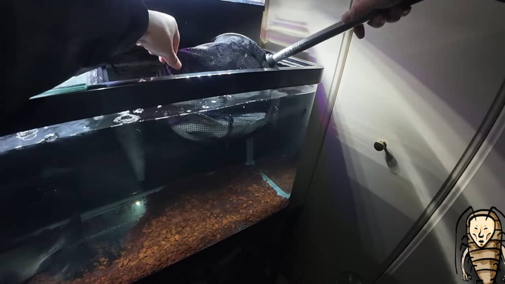 自宅水槽に釣ったクロダイを導入