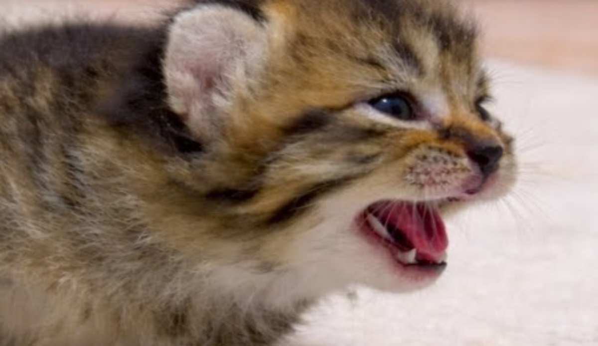 ママを見つけると“足が100倍速くなる”子猫が170万再生　「ぐはっ！！」「可愛い過ぎて心臓がもたない」「プルプルしてる」（1/3） | 猫 ねとらぼ