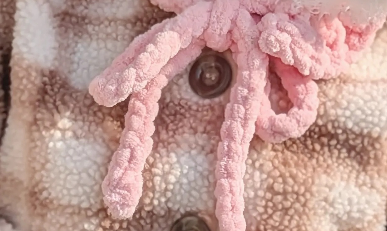 ママが余ったダイソー毛糸で1歳娘のために編んだのは…… 視線集めるお出かけアイテムに「かんっっわいい」「天才が現れた!」(1/3) | 編み物 ねとらぼ