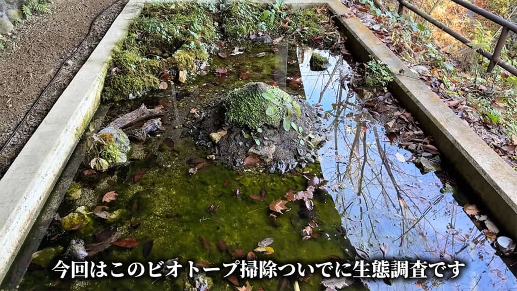 ビオトープを掃除しつつ、生態調査を行います