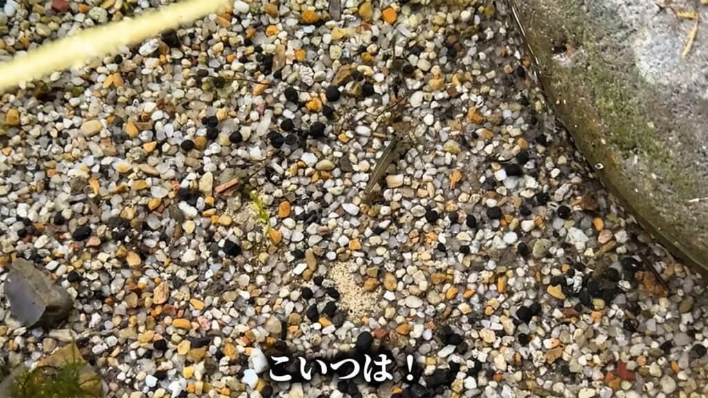 ヤマトヌマエビを発見