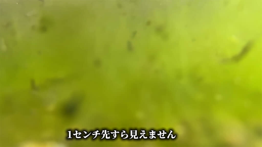 水中はアオミドロだらけで、1センチ先も見えません