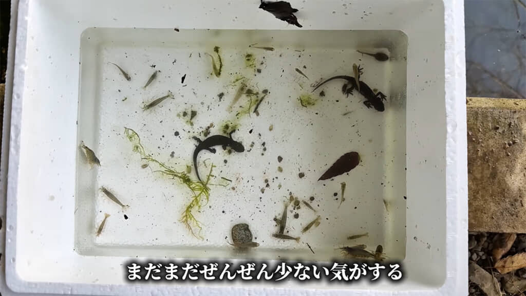 まだまだ生き物が残っていそうです