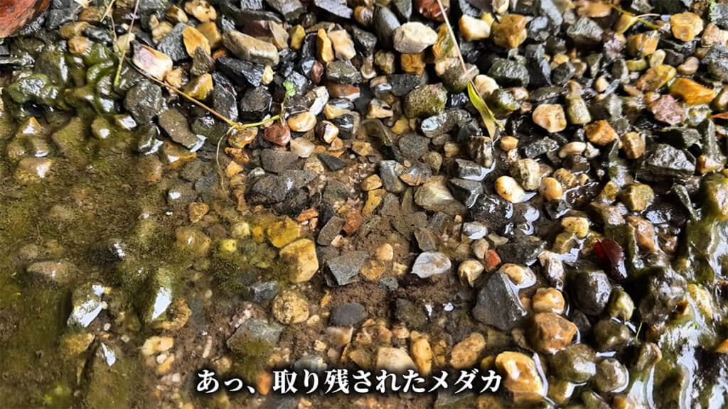 取り残されたメダカも救出