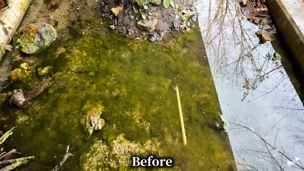 掃除前、アオミドロまみれでドロドロだったビオトープ