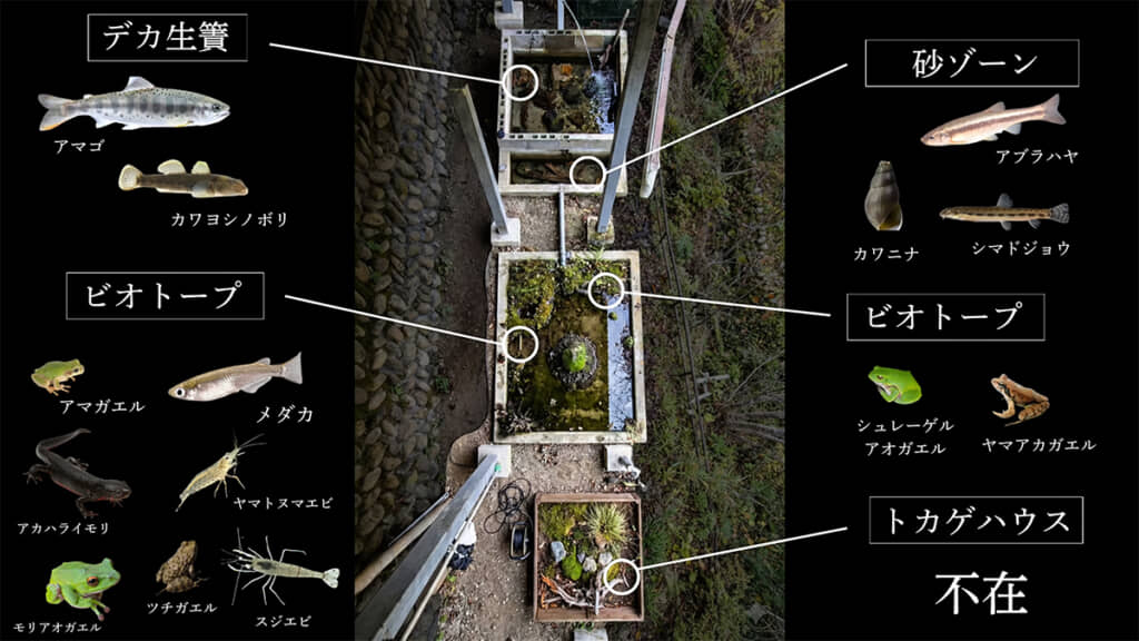 現在14種ほどの生き物が住み着いているそうです