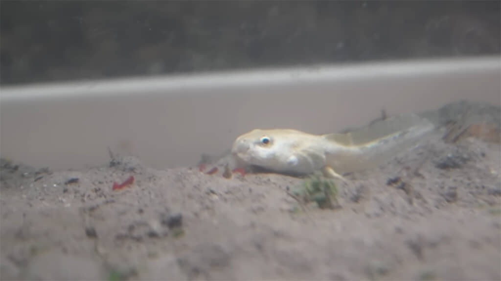 アカムシはお気に召さない様子