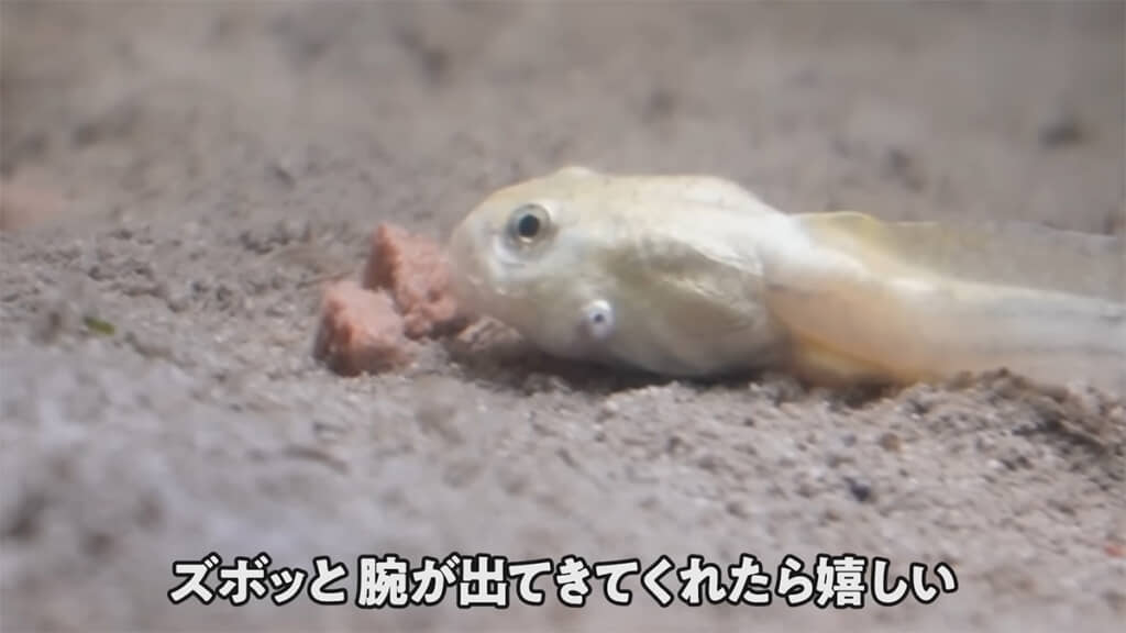 目の下には謎の穴が