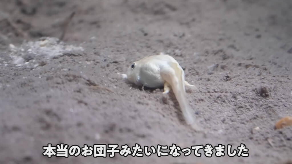 すっかり肥えて、まんまるになりました