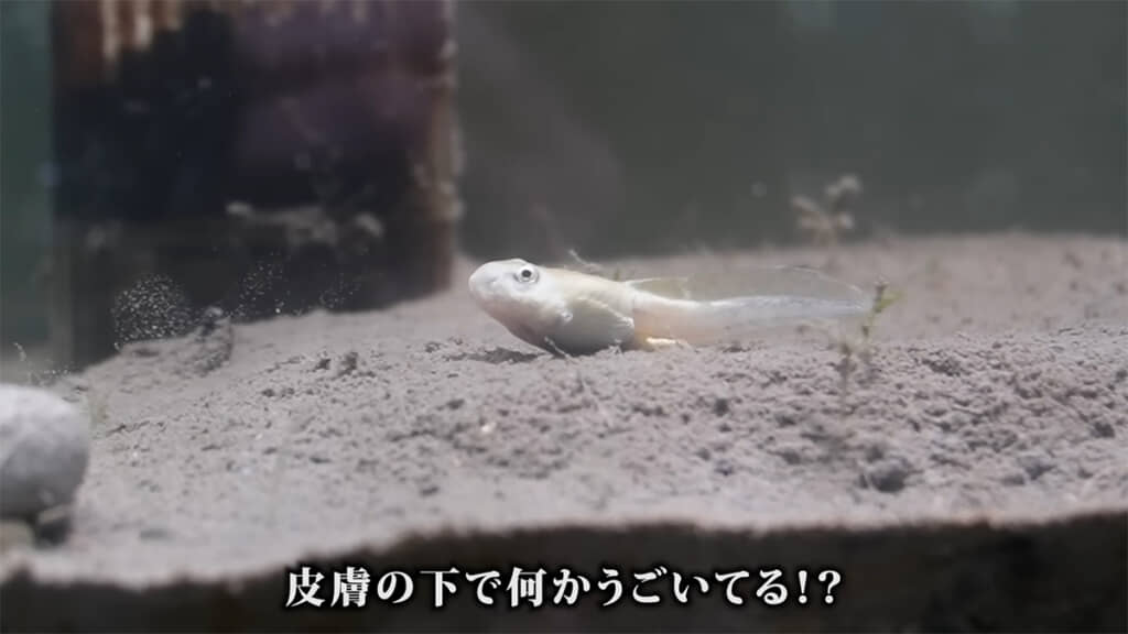 皮膚の下で何かが動いているような……？