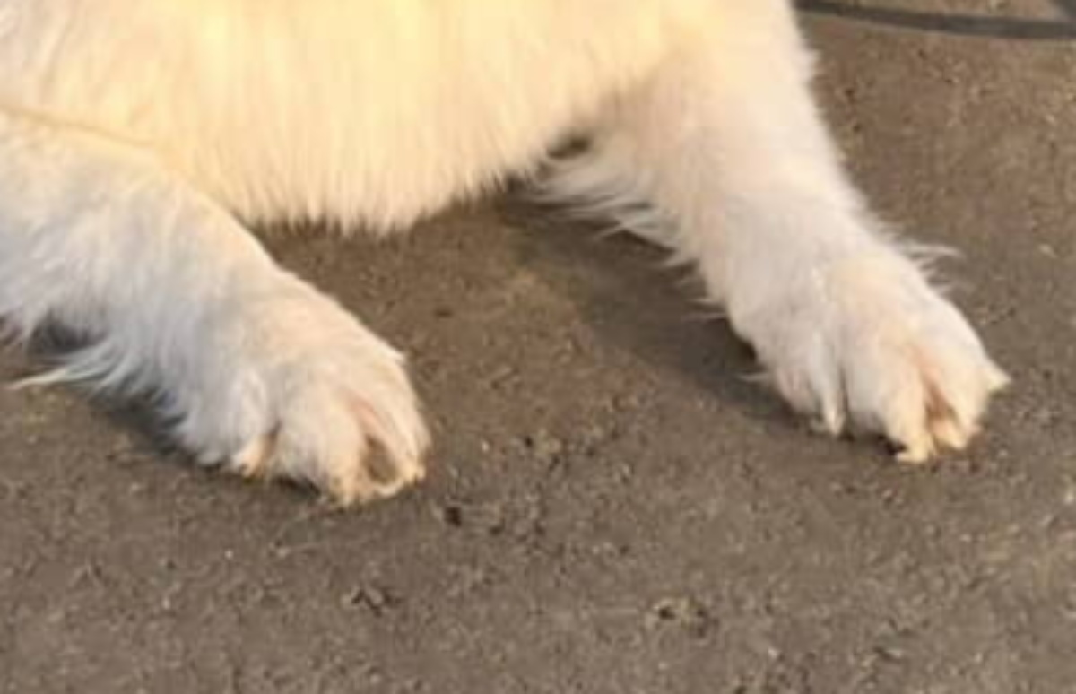 散歩中、男の子に「アルパカだ！」と言われた犬→納得の姿に「惜しいっ!!?」「モフモフだもんな」（1/3） | 犬 ねとらぼ