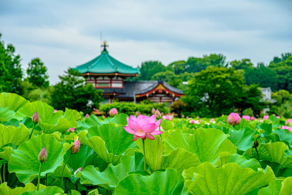 上野恩賜公園・不忍池