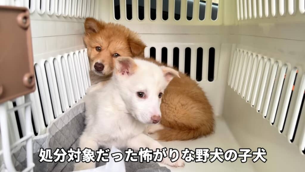 処分対象だった野犬の姉妹