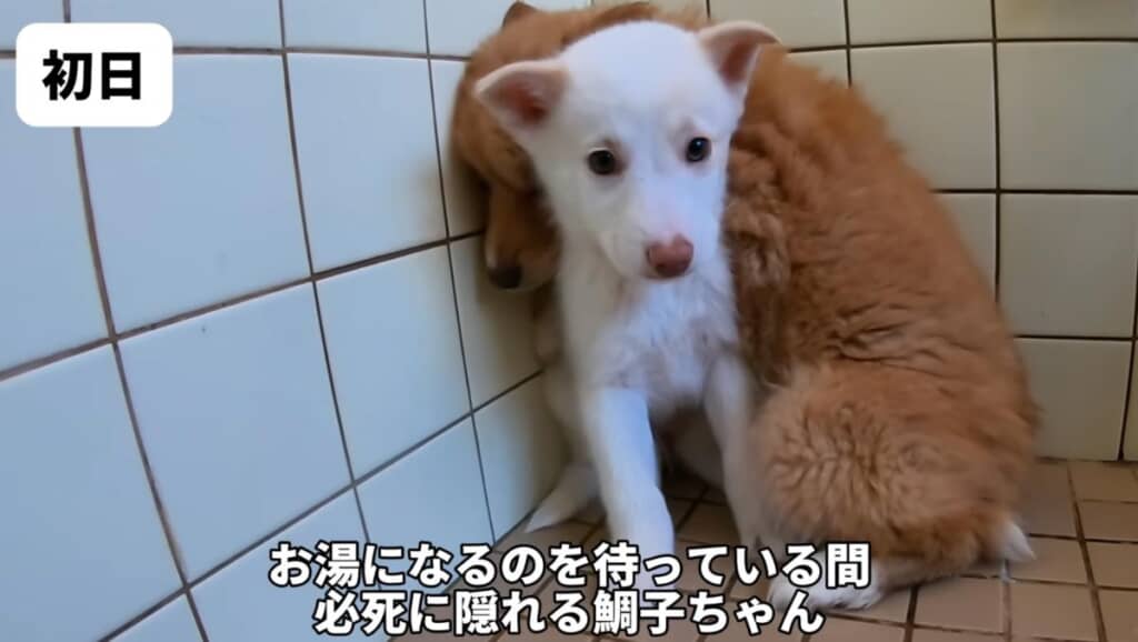 お風呂に怯える2匹