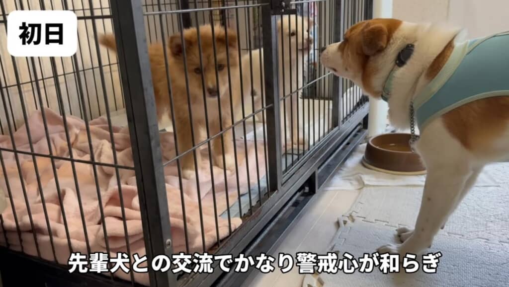 ハウスへ移動した途端ハイテンションに