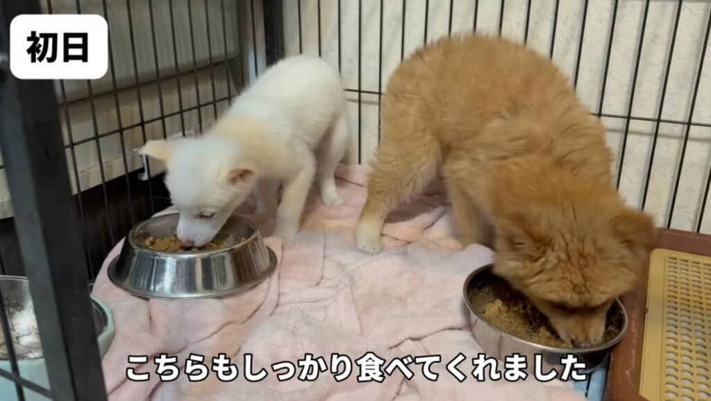 初日からごはんを食べてくれました