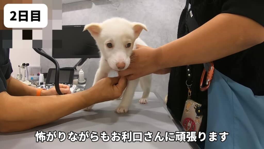 お利口に診察を受ける雪子ちゃん