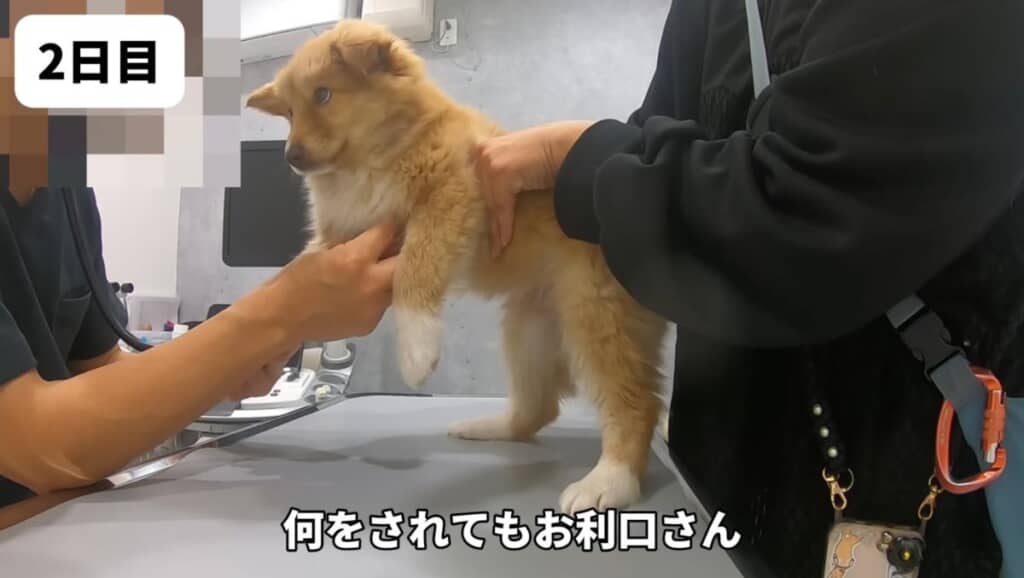 上目使いがかわいい鯛子ちゃん