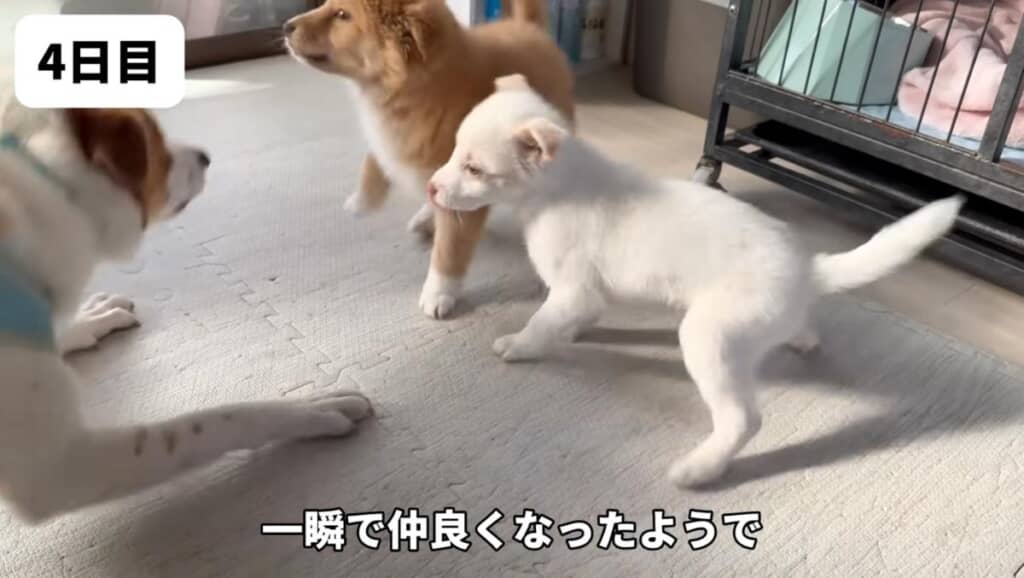 先輩ワンコともすぐに仲良しに