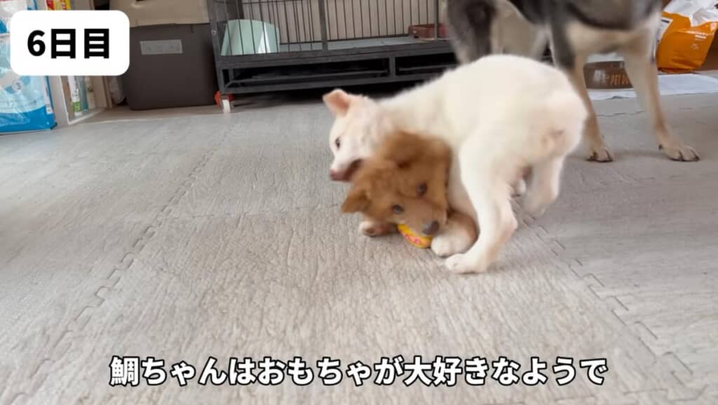 おもちゃ遊びも覚えました