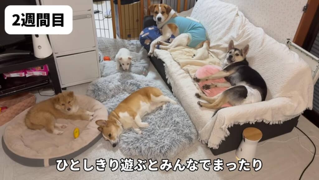 2週間目にはすっかり打ち解けていました