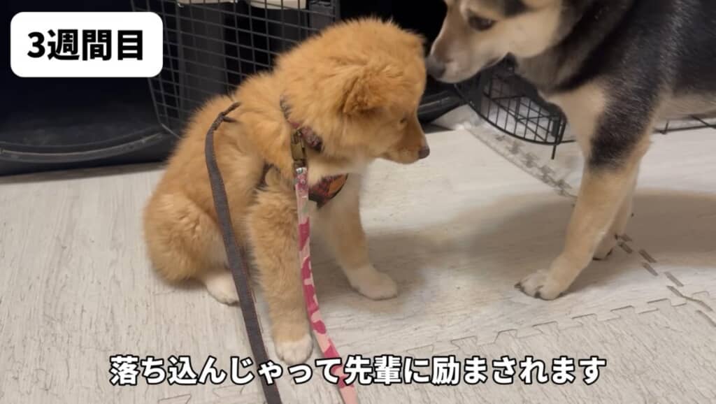 初の首輪とリードに困惑