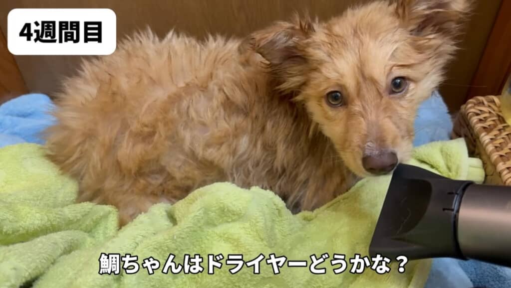 初のドライヤーはへっちゃらでした