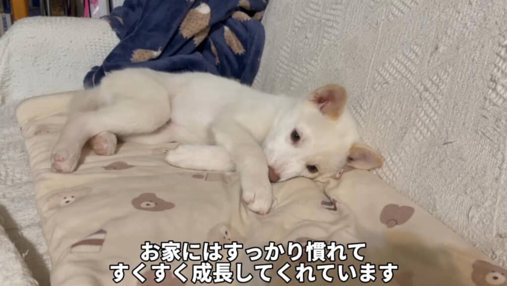 1カ月、怖がりの姉妹はすっかりやんちゃなレディに成長